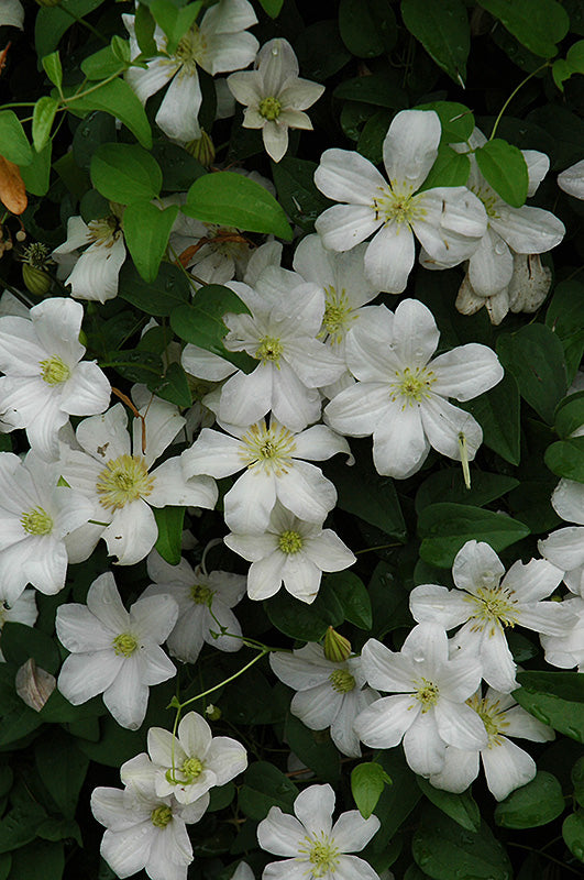 Clematis hybrid 'Huldine'