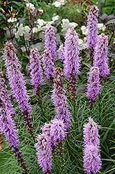 Liatris spicata 'Kobold' (Blazing Star)