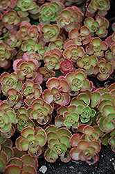 Sedum spurium 'Fuldaglut' (Fulda Glow Stonecrop)