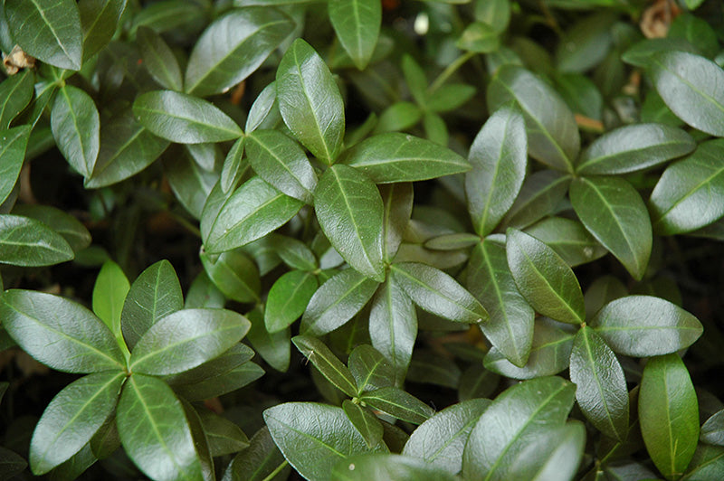 Vinca minor 'Bowles' Mauve' (Periwinkle)