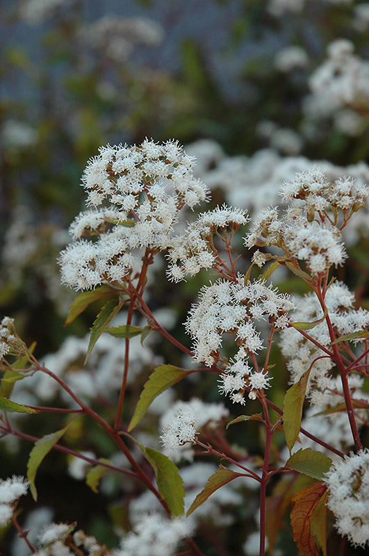 Eupatorium rugosum / Ageratina altissima 'Chocolate' (Chocolate Joe Pye Weed)