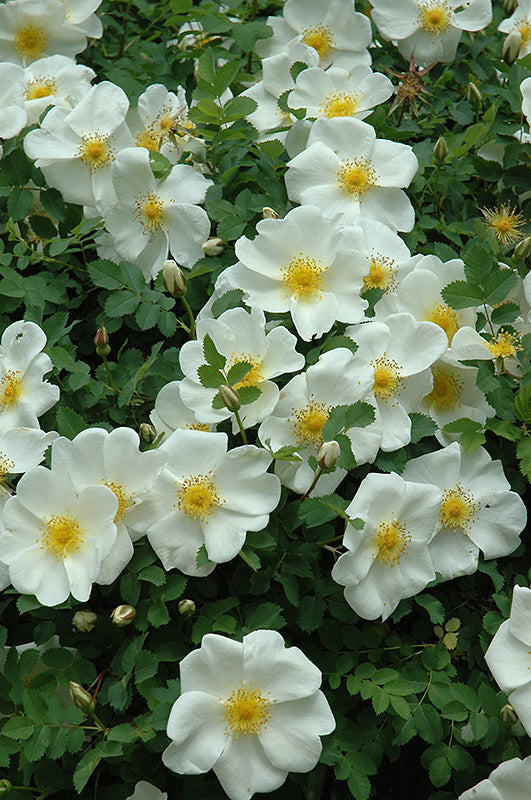 Rosa rugosa hybrid 'Marie Bugnet'
