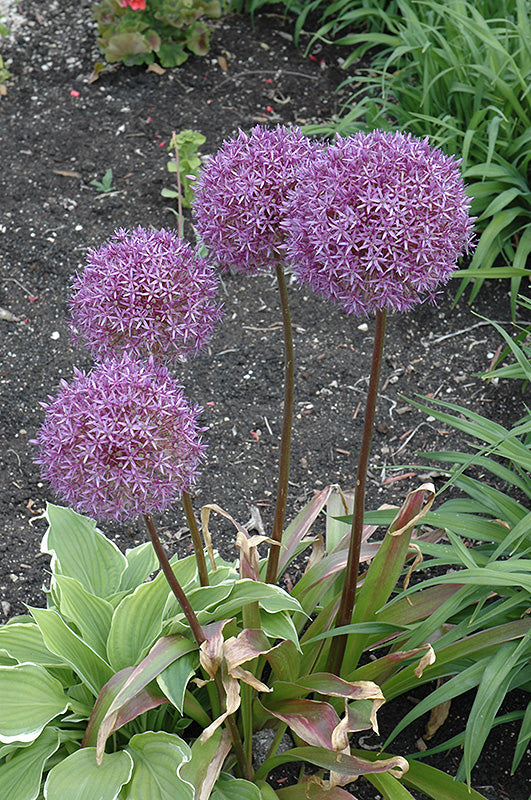 Allium 'Pinball Wizard' (Ornamental Onion)