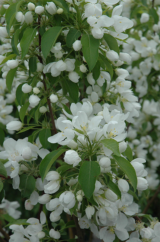 Malus 'Spring Snow' (Flowering Crab Apple)
