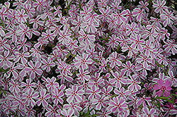 Phlox subulata 'Candy Stripe' (Candy Stripe Moss Phlox)