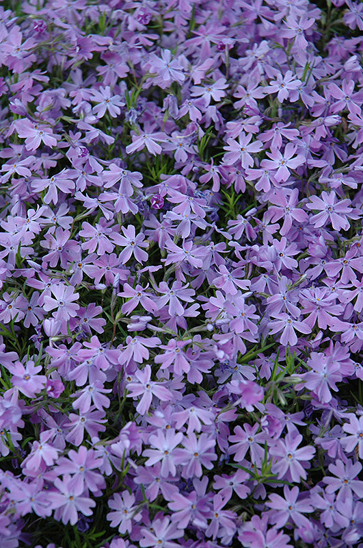 Phlox subulata 'Emerald Cushion Blue' (Emerald Cushion Blue Moss Phlox)