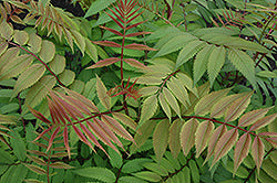 Sorbaria sorbifolia 'Sem' (Sem False Spirea)