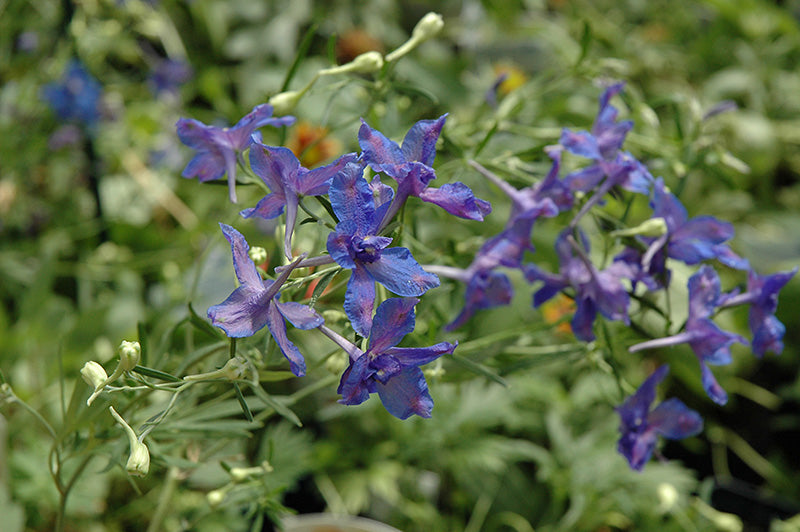Delphinium grandiflorum 'Blue Butterfly' (Siberian Larkspur)