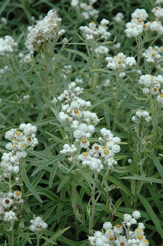 Anaphalis margaritacea (Pearly Everlasting)