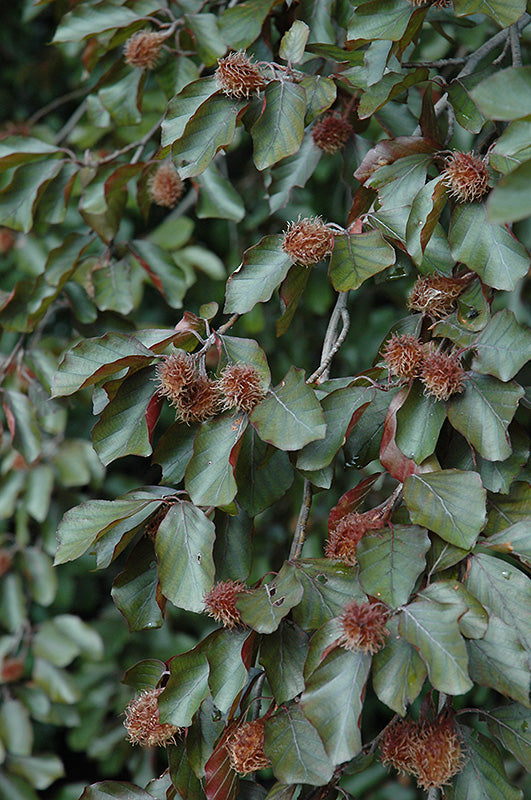 Fagus sylvatica 'Atropurpurea' (Copper Beech) – Green Thumb Nurseries