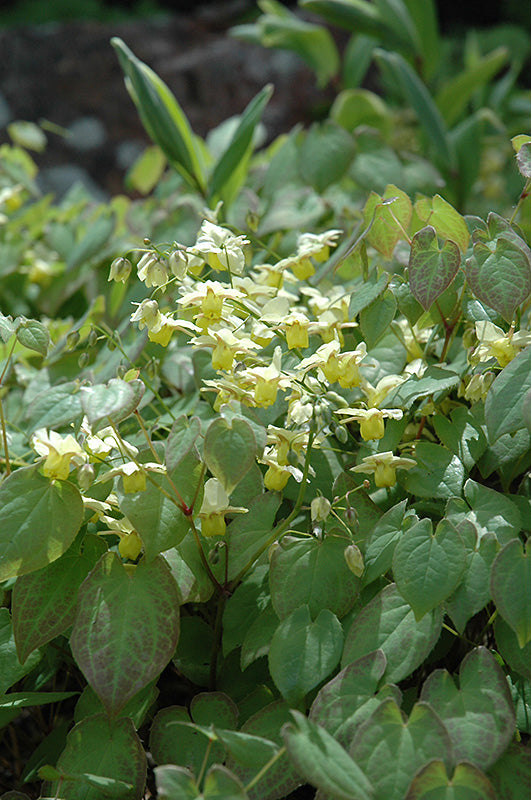 Epimedium Sulphureum
