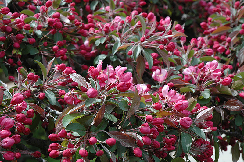 Malus 'Candied Apple' (Flowering Crab Apple)