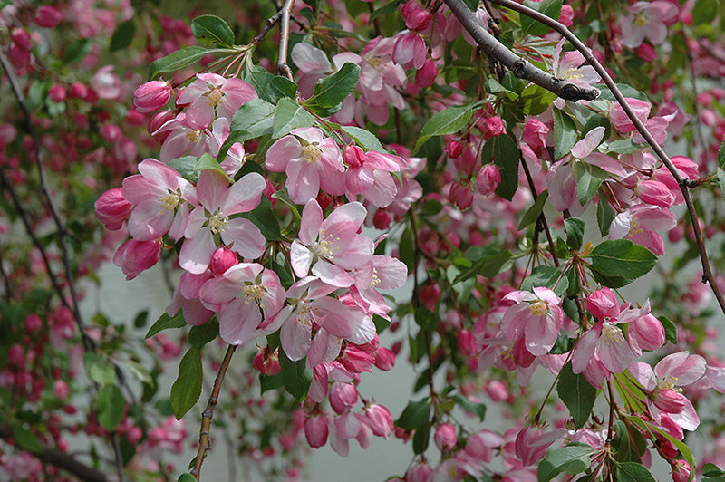 Malus 'Louisa' (Weeping Crab Apple)