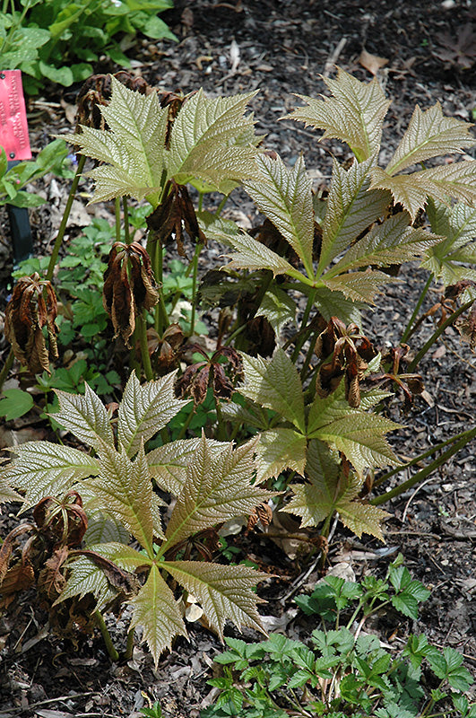 Rodgersia podophylla 'Braunlaub'