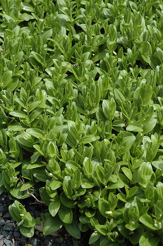 Polygonatum multiflorum (Solomon's Seal)