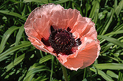 Papaver orientale 'Princess Victoria Louise' (Princess Victoria Louise Poppy)