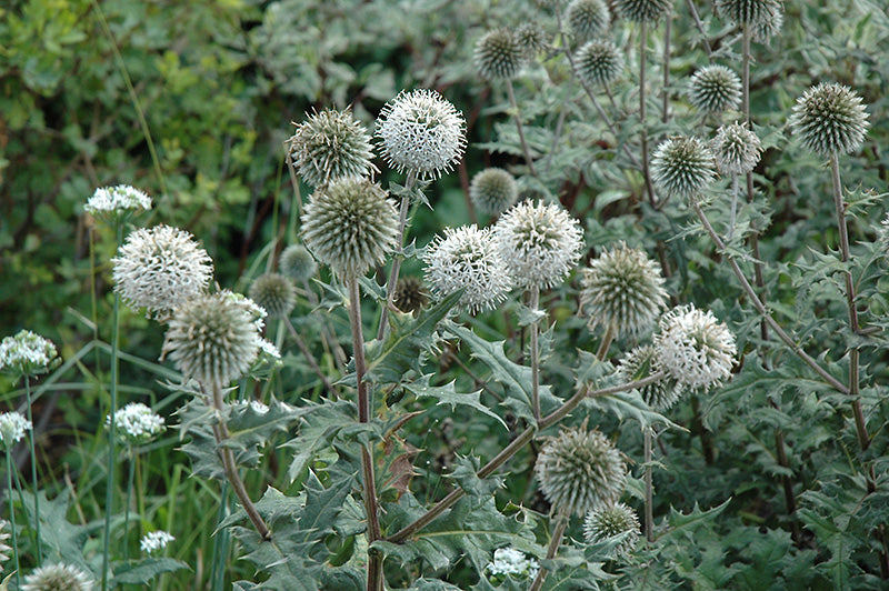 Echinops sphaerocephalus 'Arctic Glow' (Great Globe Thistle)