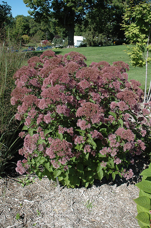 Eupatorium dubium 'Little Joe'