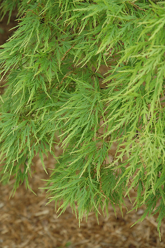 Acer palmatum dissectum seedling (Cutleaf Japanese Maple)