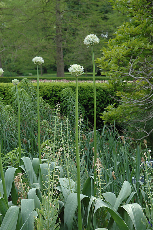 Allium stipitatum 'White Giant' (Ornamental Onion)