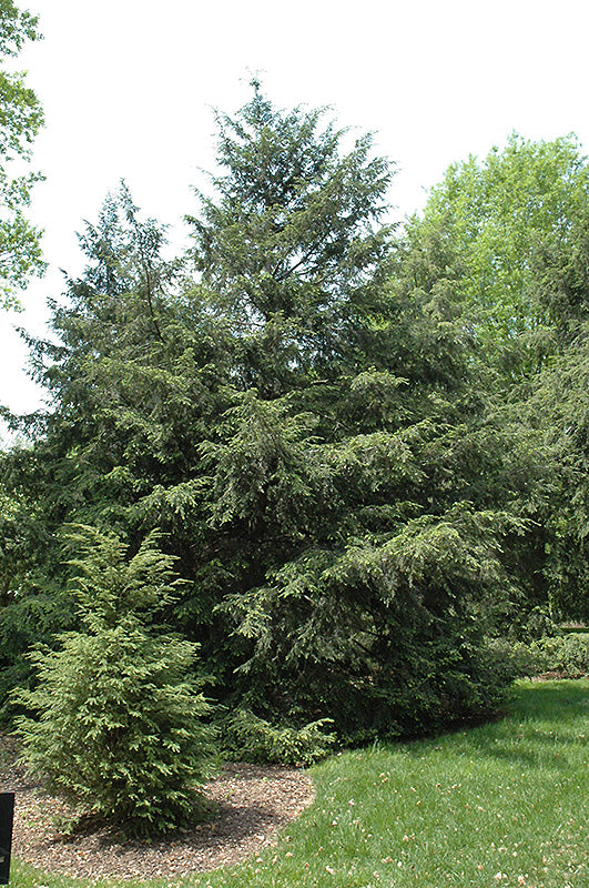 Tsuga canadensis (Eastern Hemlock)