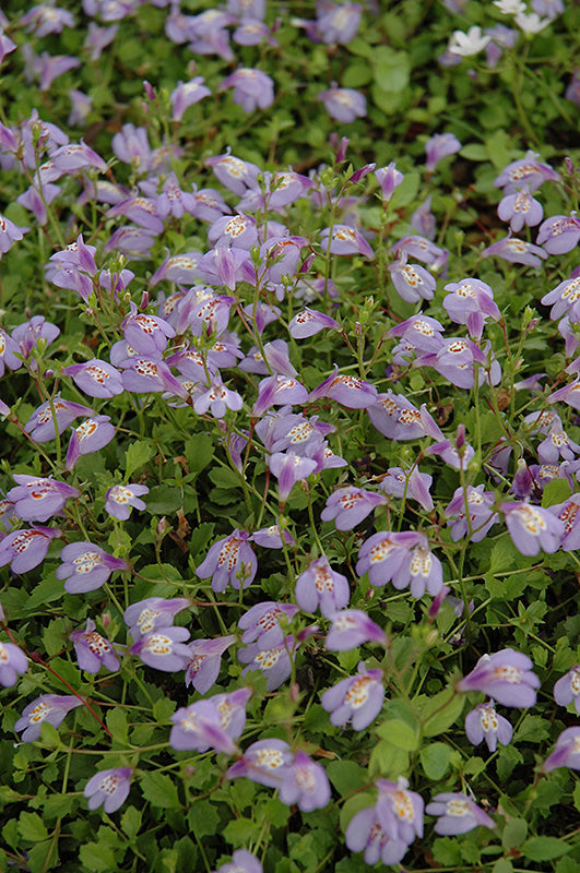 Mazus reptans (Creeping Mazus)