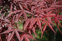 Acer palmatum 'Beni Otake' (Japanese Maple)