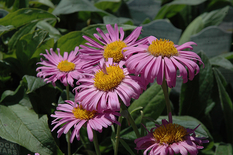 Aster alpinus 'Pinkie' (Alpine Aster)