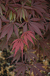 Acer palmatum 'Burgundy Lace' (Japanese Maple)