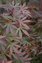 Acer palmatum 'Suminagashi' (Japanese Maple)