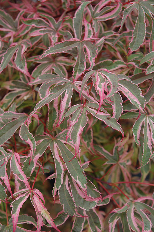 Acer palmatum 'Shirazz' (Japanese Maple)