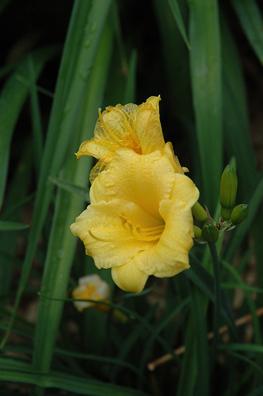 Hemerocallis 'Mini Stella' (Daylily)
