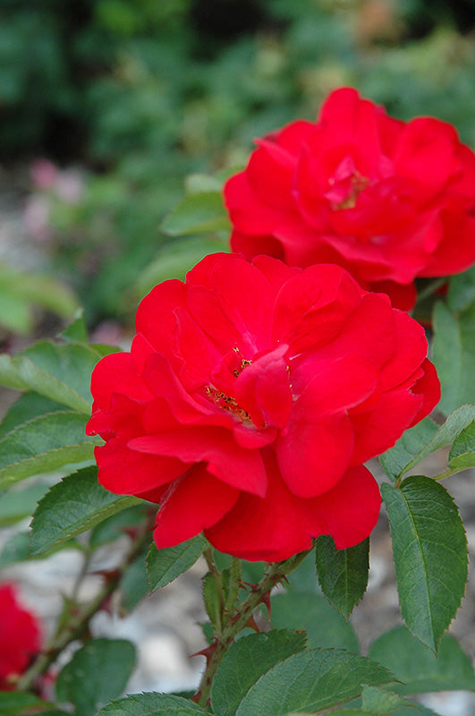 Rosa rugosa hybrid 'Hansaland'