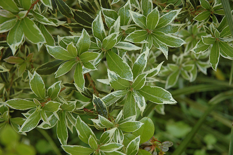 Pieris japonica 'Little Heath Green' (Japanese Pieris)