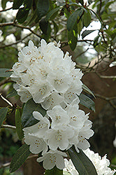 Rhododendron 'Helene Schiffner'