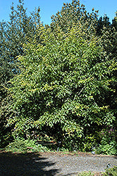Acer davidii (Snakebark Maple)