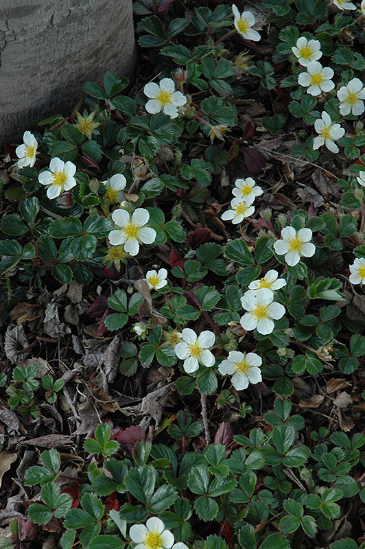 Fragaria vesca 'Mignonette'