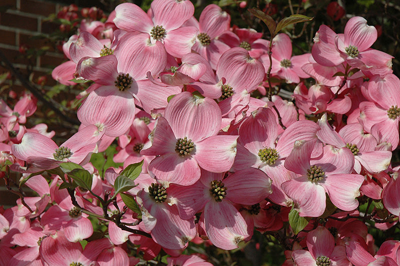 Cornus florida 'Cherokee Brave' / 'Comco No. 1' (Dogwood)