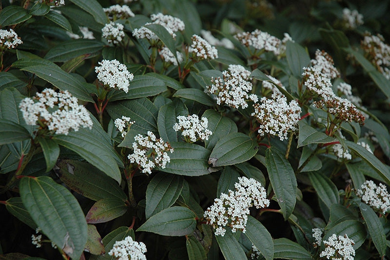 Viburnum davidii 'Vibsid1' (Pincushion Viburnum)