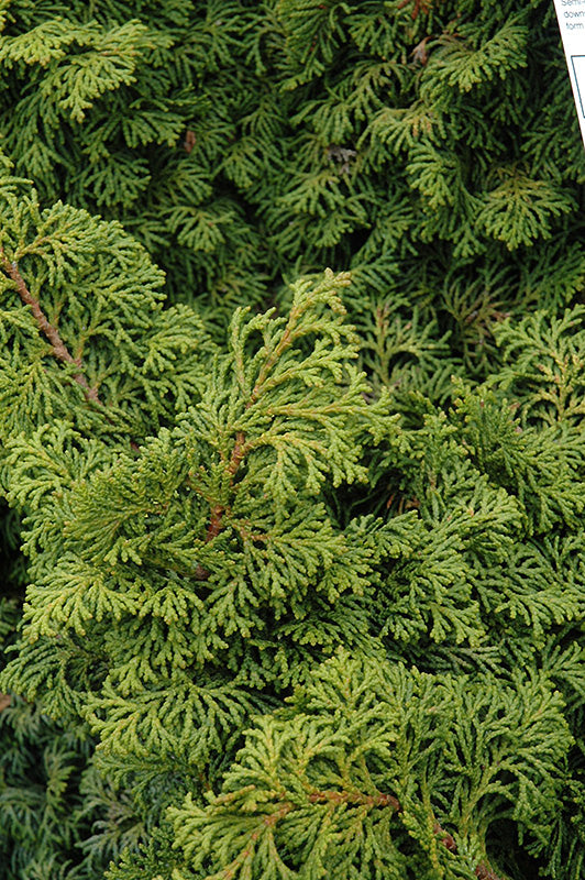 Chamaecyparis obtusa 'Kosteri'
