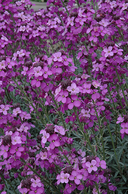Erysimum linifolium 'Bowles' Mauve'