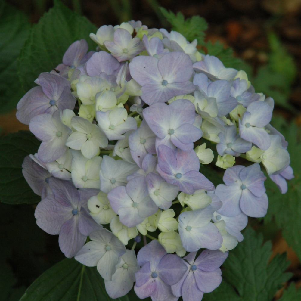 Hydrangea macrophylla 'Ayesha'
