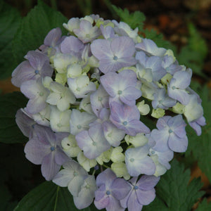 Hydrangea macrophylla 'Ayesha'