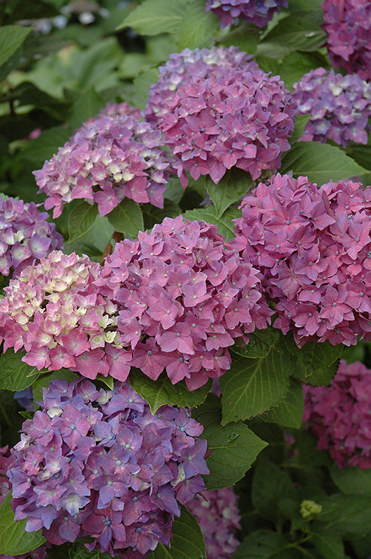 Hydrangea macrophylla 'Winning Edge'