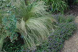 Stipa (Nasella) tenuissima (Mexican Feather Grass)
