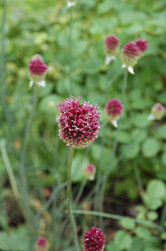 Allium sphaerocephalon 'Drumstick' (Ornamental Onion)