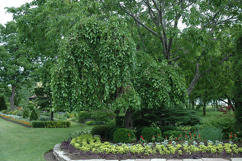 Morus alba 'Pendula' (Weeping Mulberry)