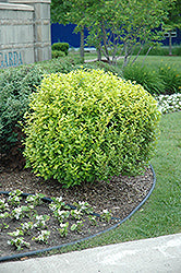 Ligustrum x vicaryi (Golden Privet)
