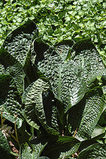 Hosta 'Deep Blue Sea'
