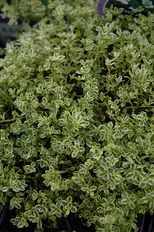 Thymus Highland Cream